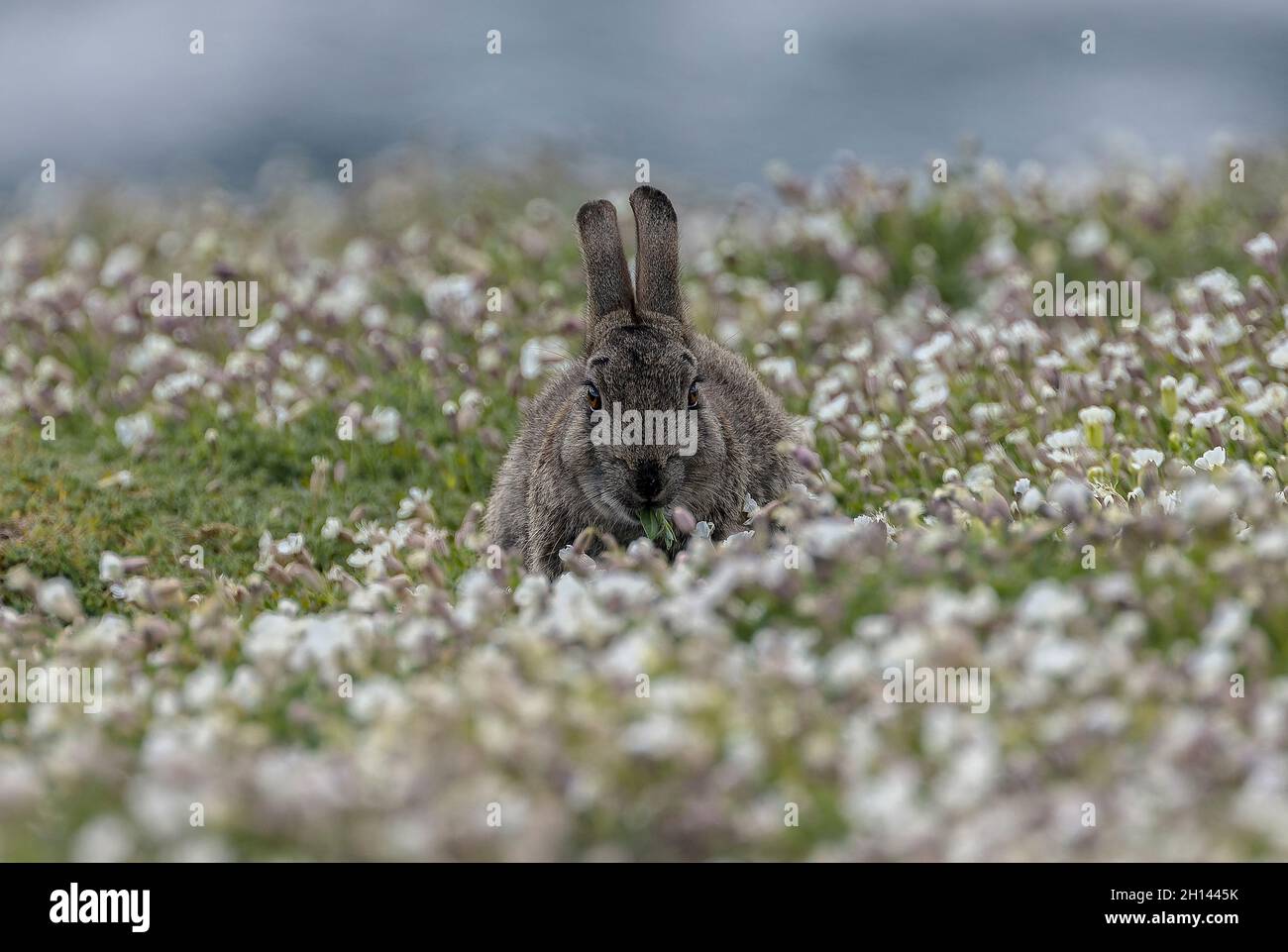 Skomer Rabbits Rabbit, Oryctolagus cuniculus, feeding among Sea Campion, Skomer ...