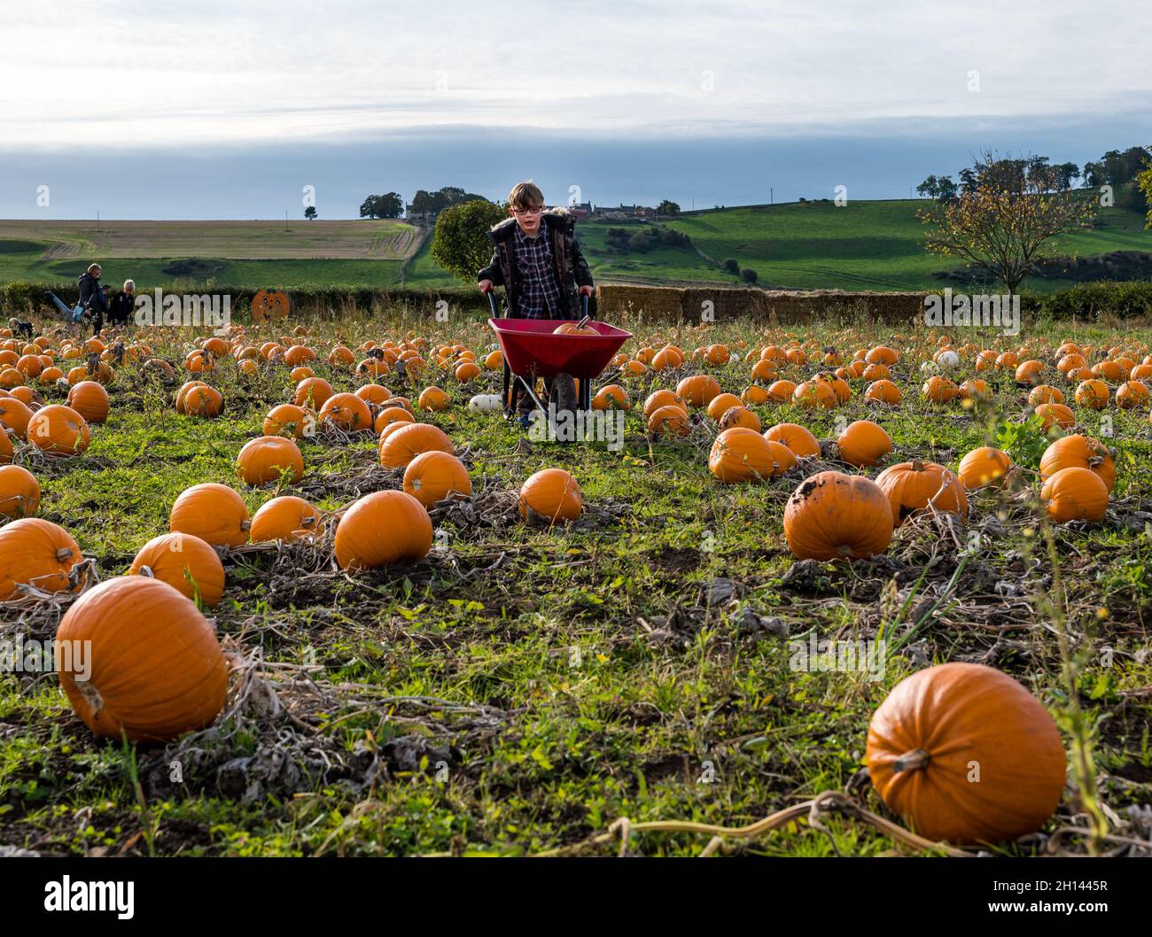 East Lothian, Scotland, UK, 16th October 2021. Pumpkin patch opens at Kilduff Farm the annual