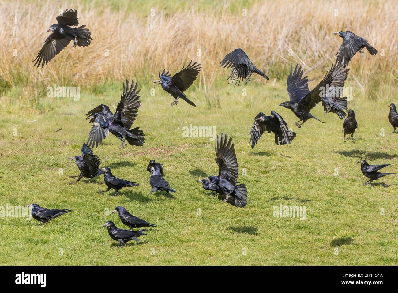Flock of Rooks, Corvus frugilegus, feeding in pasture Stock Photo - Alamy