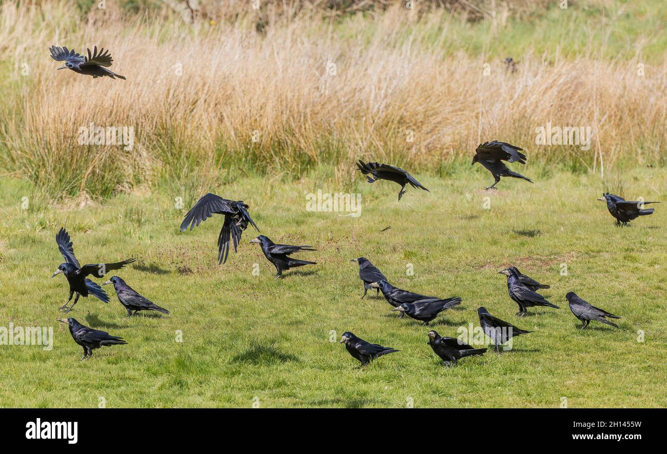 Flock of Rooks, Corvus frugilegus, feeding in pasture Stock Photo - Alamy