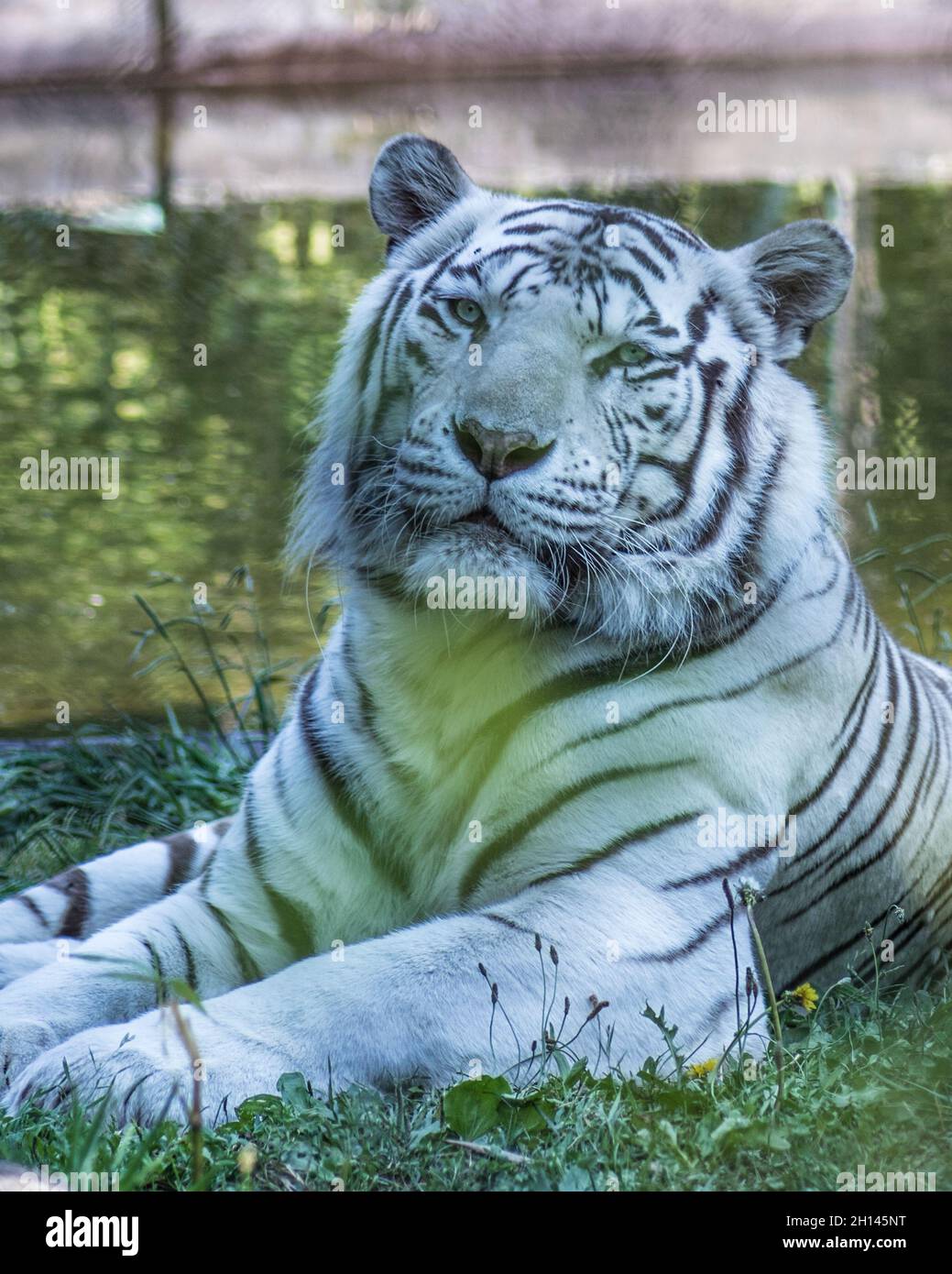 White Bengal Tiger with the scientific name "Panthera tigris tigris