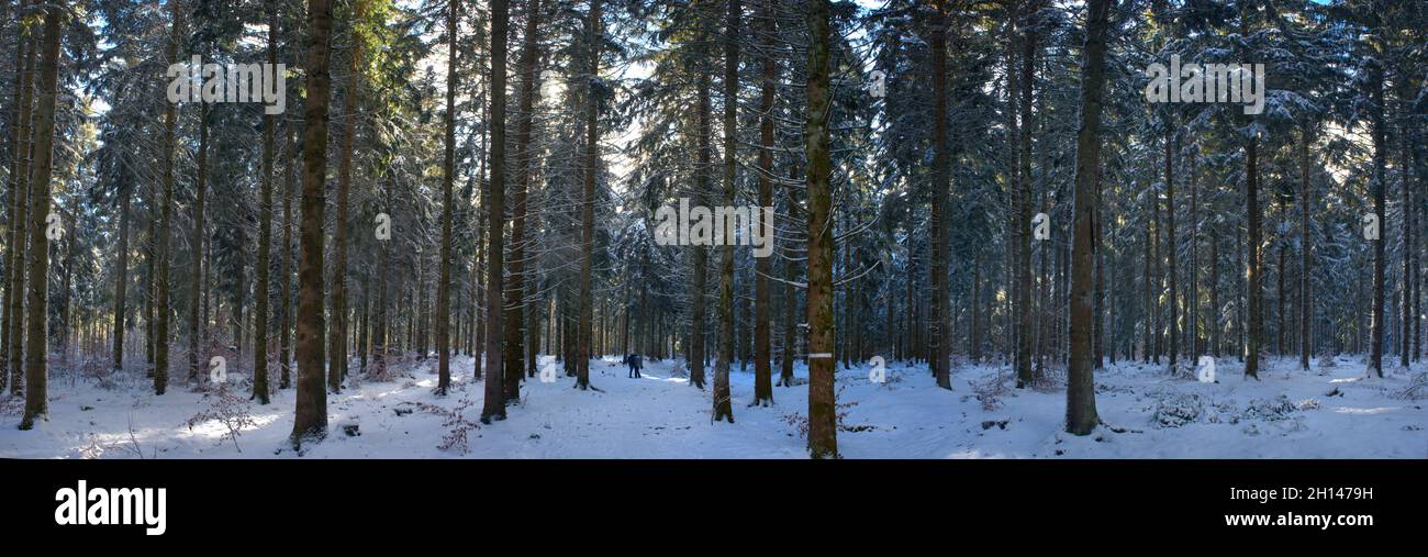 panoramic view of a fir forest under the snow, in Auvergne, Puy-de-Dome ...