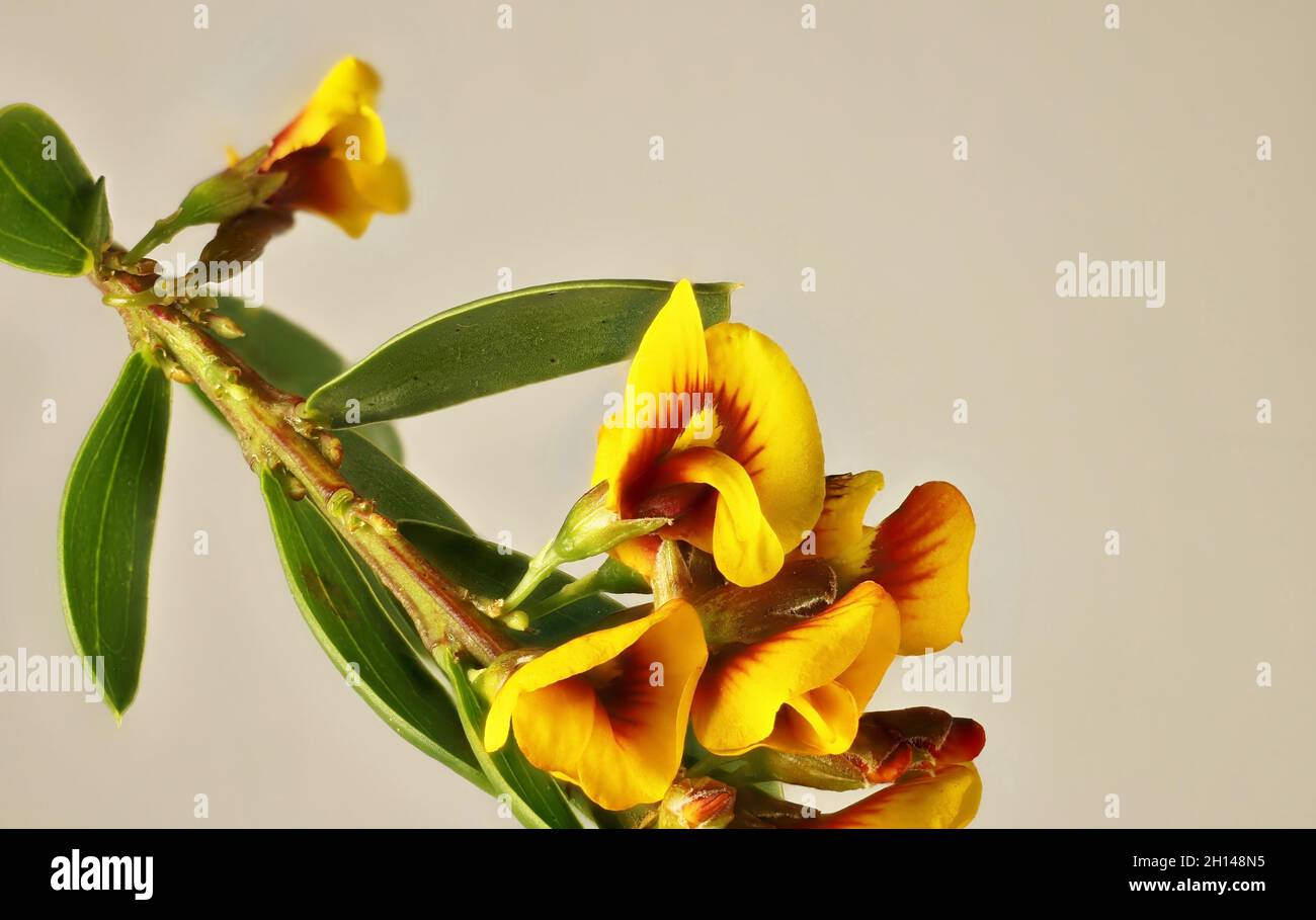Close-up of Egg and Bacon Plant (Eutaxia obovata) flowers and foliage Stock Photo