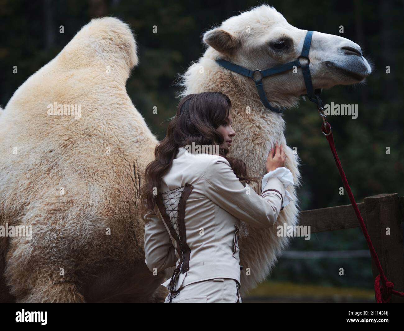 Young beautiful brunette in a rider costume next to a big white camel with two humps, forest in the background Stock Photo