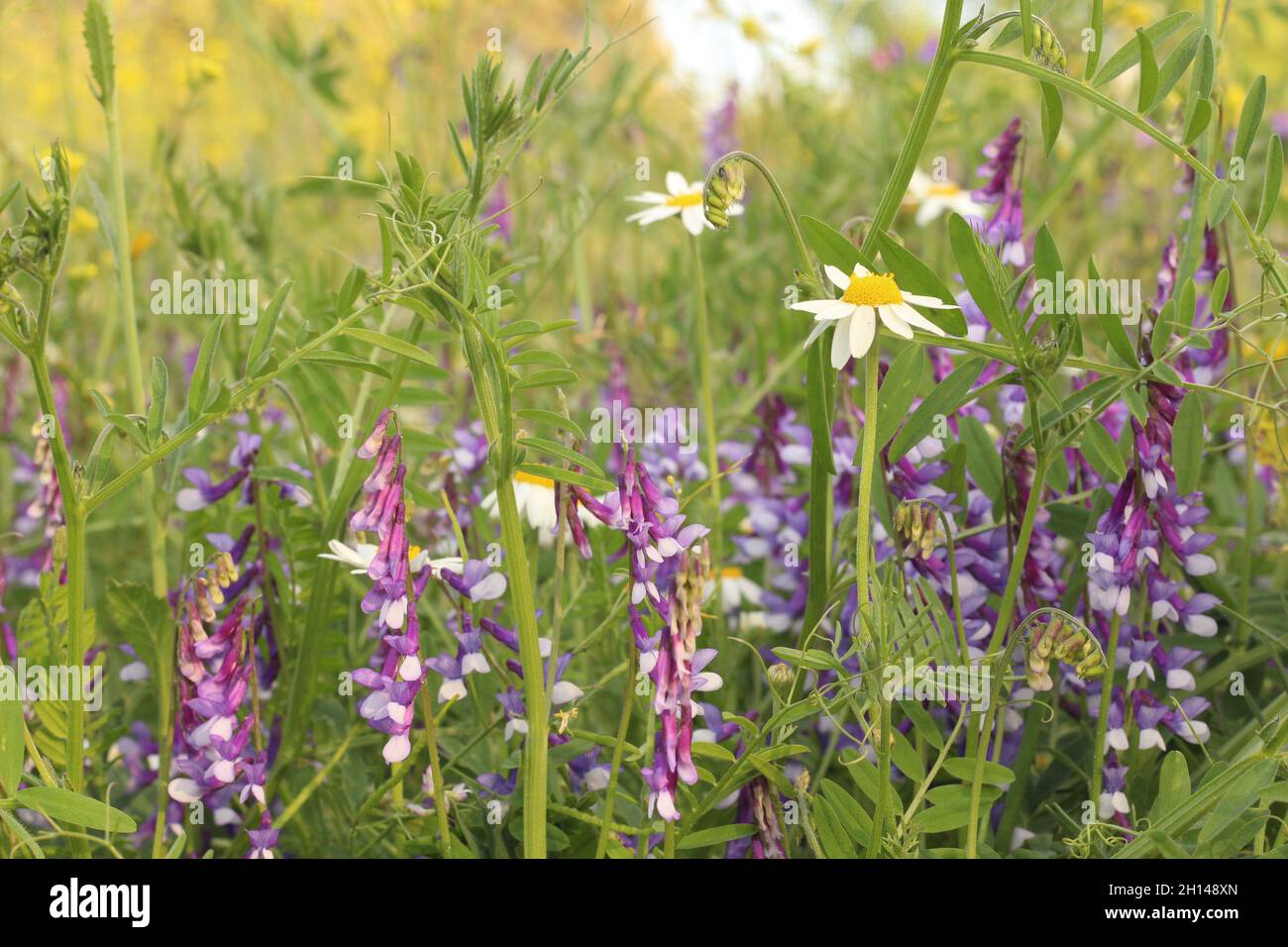 Field with beautiful wildflowers Stock Photo - Alamy