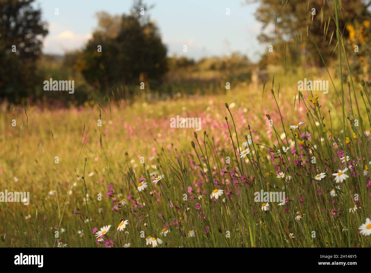 Field with beautiful wildflowers Stock Photo - Alamy