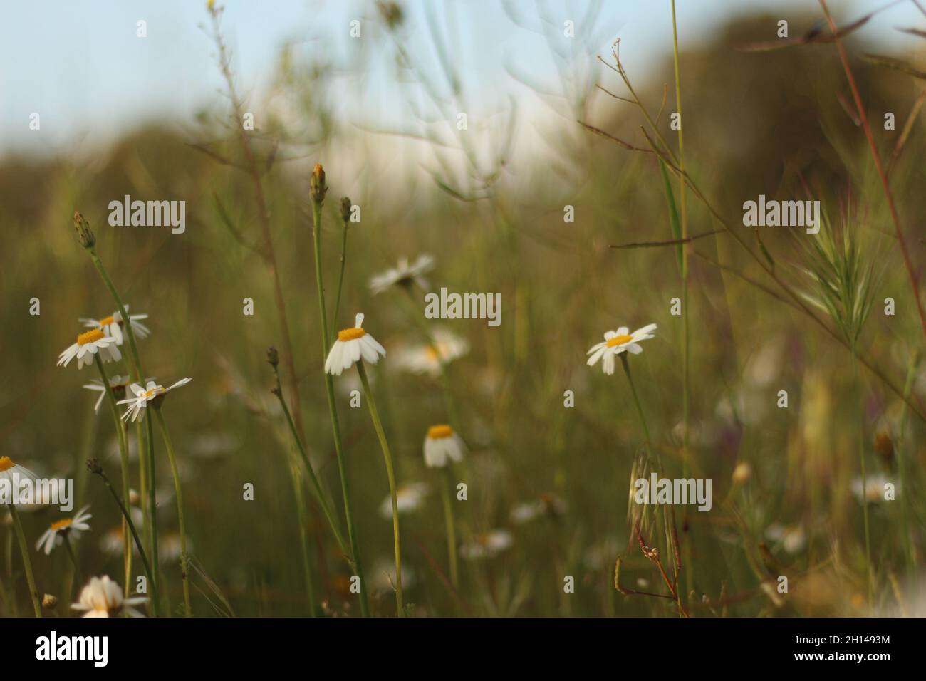 Field with beautiful wildflowers Stock Photo - Alamy