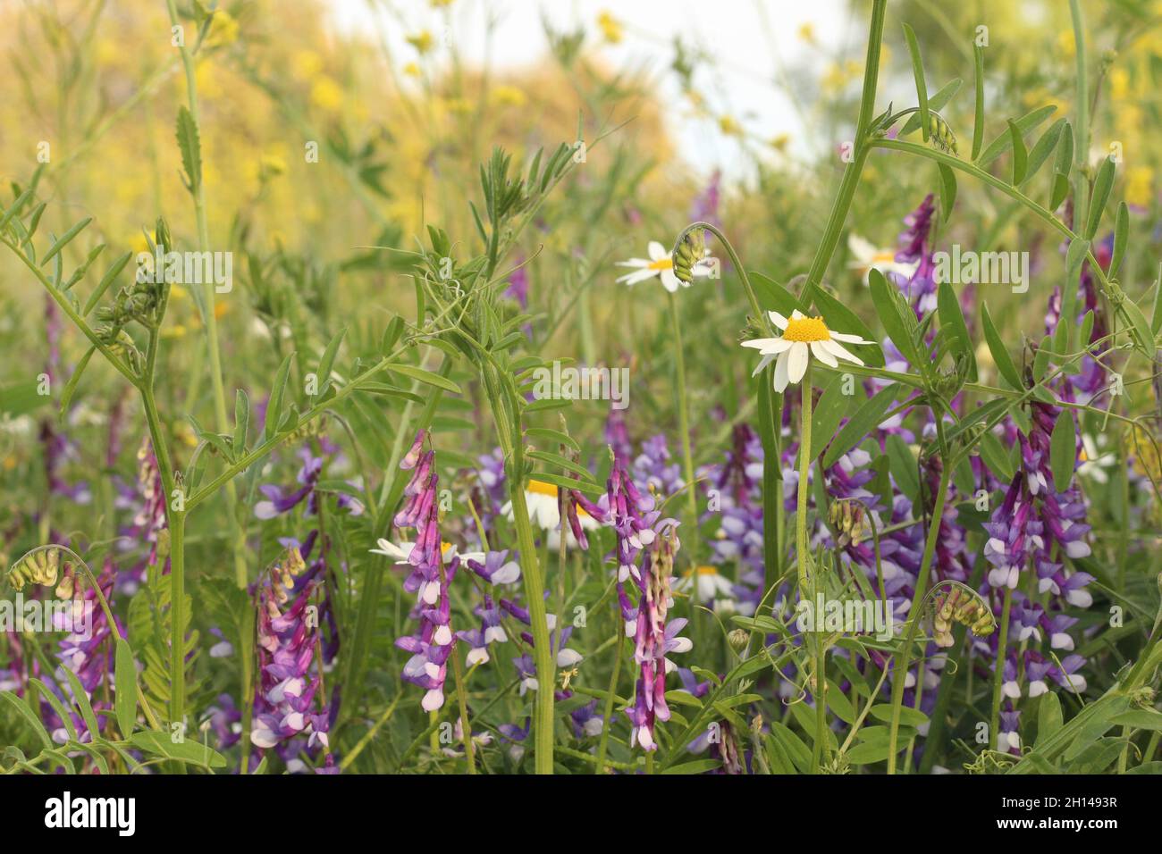 Field with beautiful wildflowers Stock Photo - Alamy