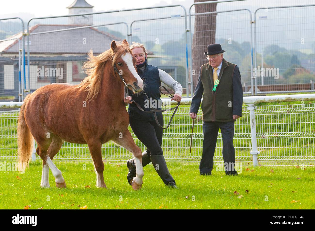Llanelwedd, Powys, Wales, UK. 16th Oct, 2021. A gelding show takes place on the first day of the Welsh Pony & Cob sale. The Welsh Pony & Cob Society Official Sale, which has attracted 403 entries from the membership, is held by their official auctioneers McCartneys and takes place over two days at The Royal Welsh Showground in Llanelwedd, Powys, UK, attracting an audience of thousands of Welsh Pony & Cob enthusiasts worldwide. Credit: Graham M. Lawrence/Alamy Live News Stock Photo
