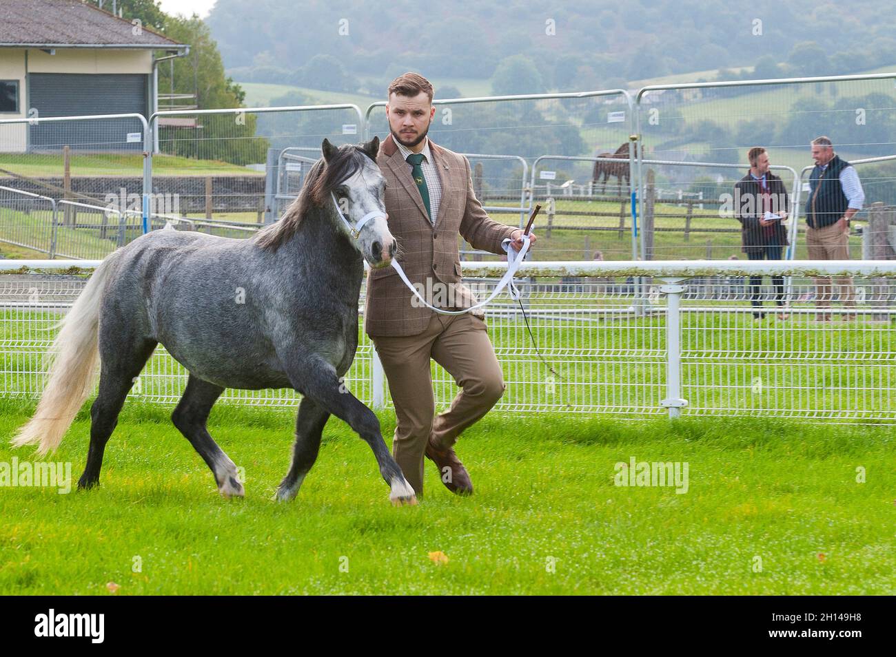 Llanelwedd, Powys, Wales, UK. 16th Oct, 2021. A gelding show takes place on the first day of the Welsh Pony & Cob sale. The Welsh Pony & Cob Society Official Sale, which has attracted 403 entries from the membership, is held by their official auctioneers McCartneys and takes place over two days at The Royal Welsh Showground in Llanelwedd, Powys, UK, attracting an audience of thousands of Welsh Pony & Cob enthusiasts worldwide. Credit: Graham M. Lawrence/Alamy Live News Stock Photo