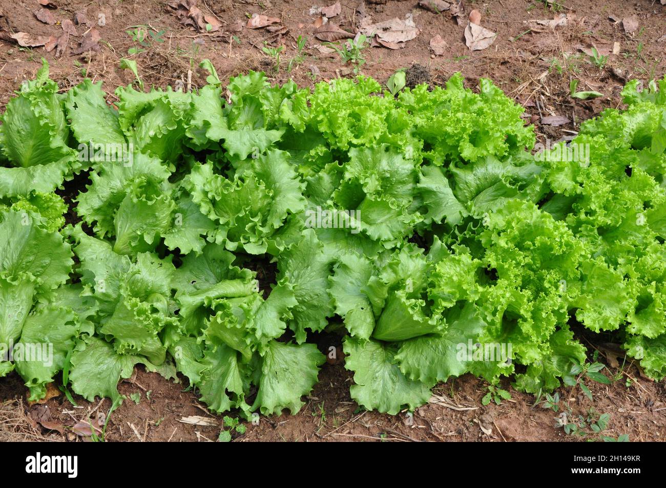 Lettuce in vegetable and fruit planting site, summer vegetable planting, for sale, on land