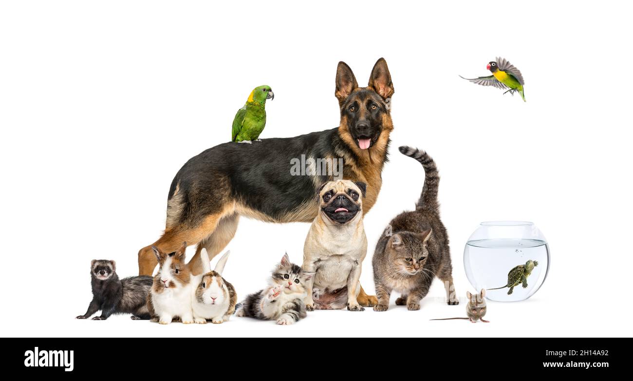 Group of pets in a row, Dogs, cats, ferret, rabbit, birds, mouse, isolated on white Stock Photo