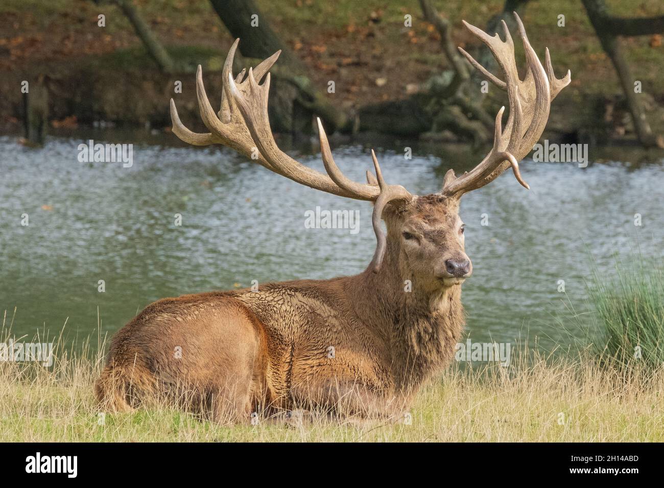 English Red Stag Deer displaying antlers, barking, howling & calling, in rutting, mating season. Woburn, England. Stock Photo