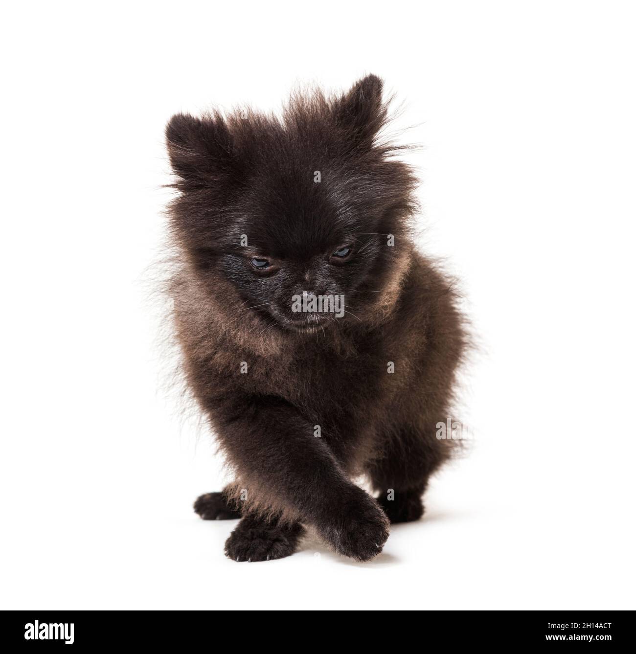 Puppy black spitz walking isolated on white Stock Photo