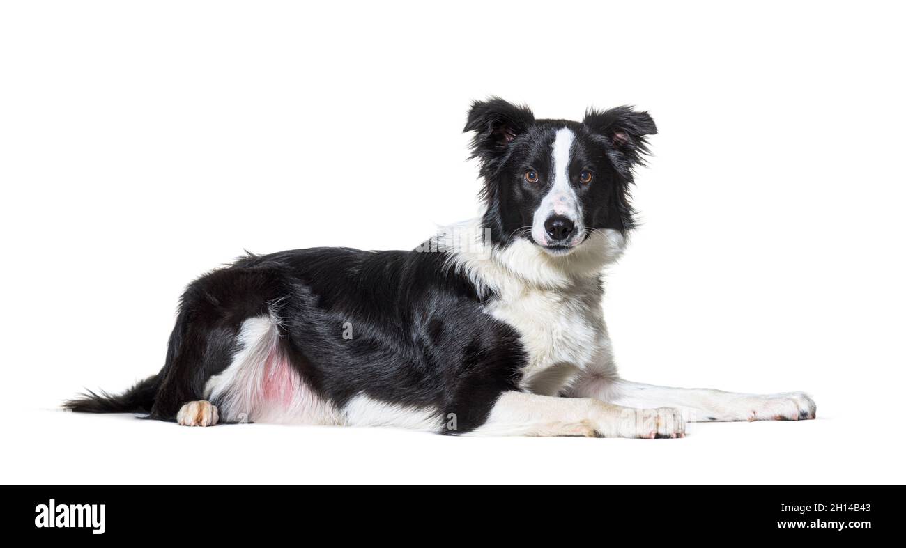 Black and white border collie lying down,  looking at camera, isolated on white Stock Photo