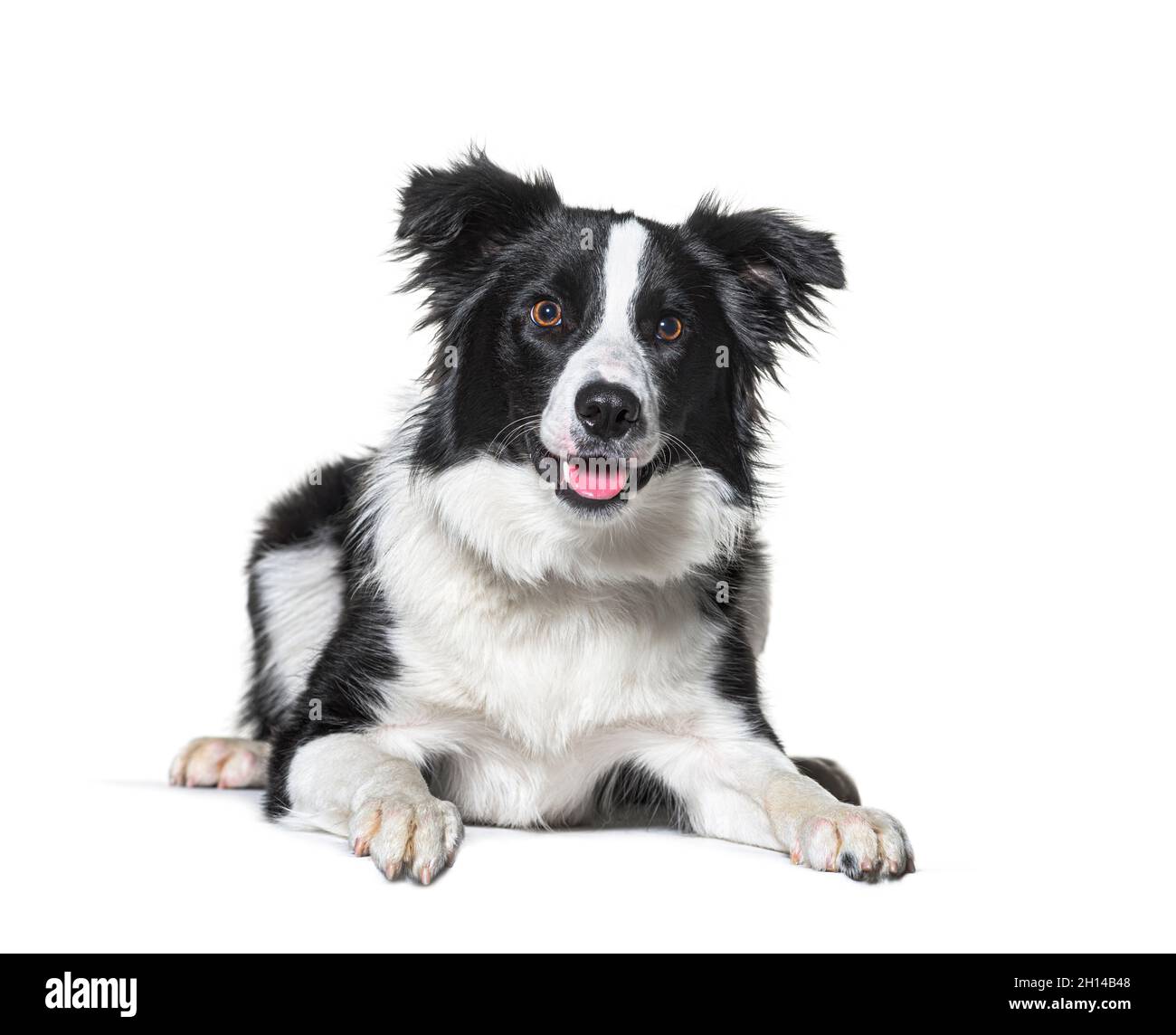 border collie panting, lying down, isolated on white Stock Photo