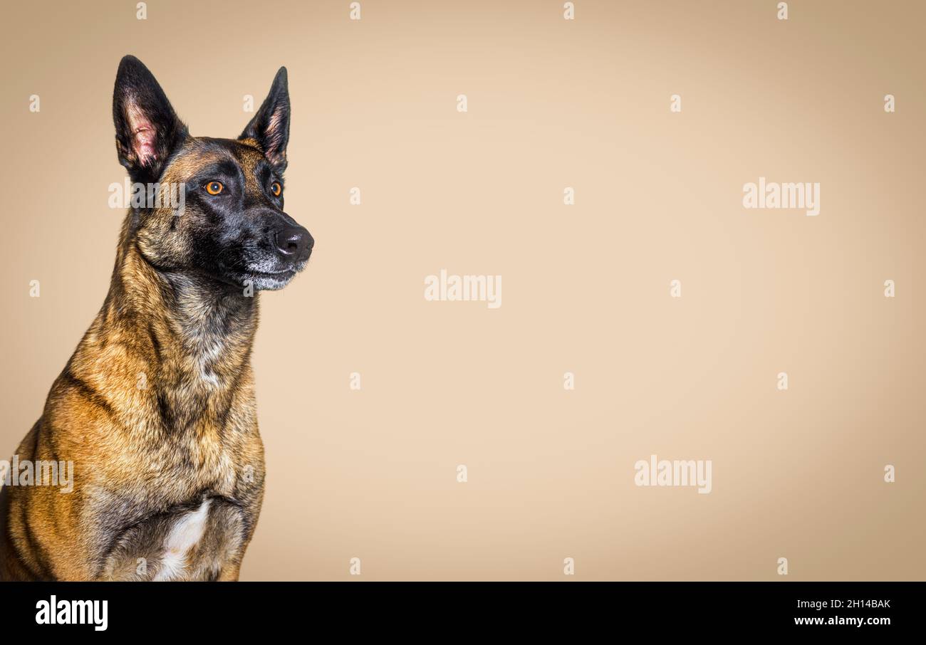Head shot of a malinois dog against a brown pastel background Stock Photo