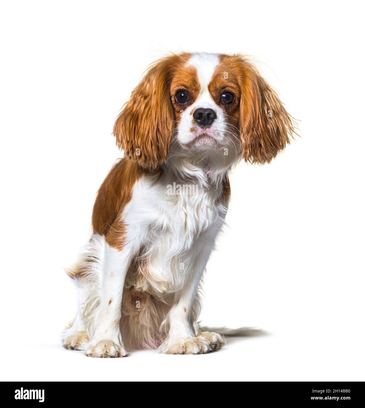 Cavalier King Charles Spaniel dog sitting in front, isolated Stock Photo