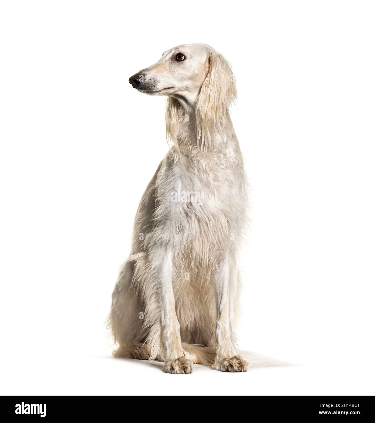 what are saluki dogs used for