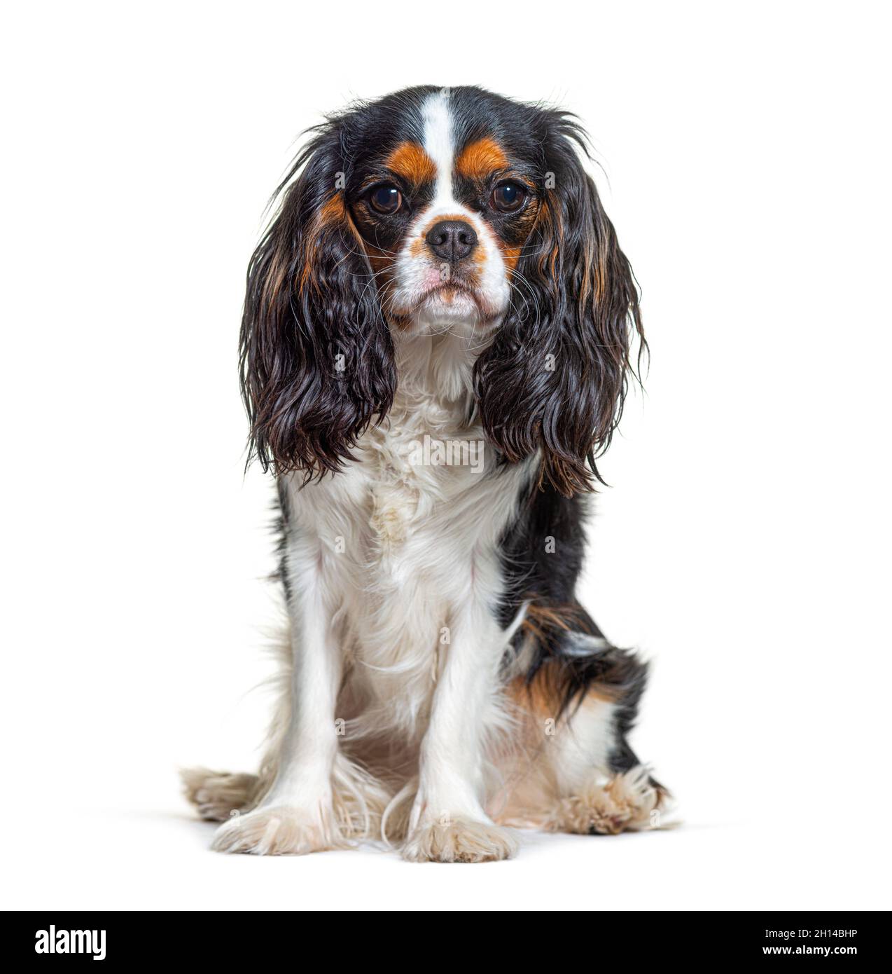 Tri-color Cavalier King Charles dog, sitting and facing at camera, isolated Stock Photo