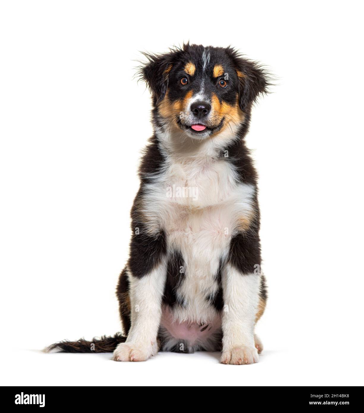 Black and tan Puppy Miniature American Shepherd dog, fourteen weeks old Stock Photo