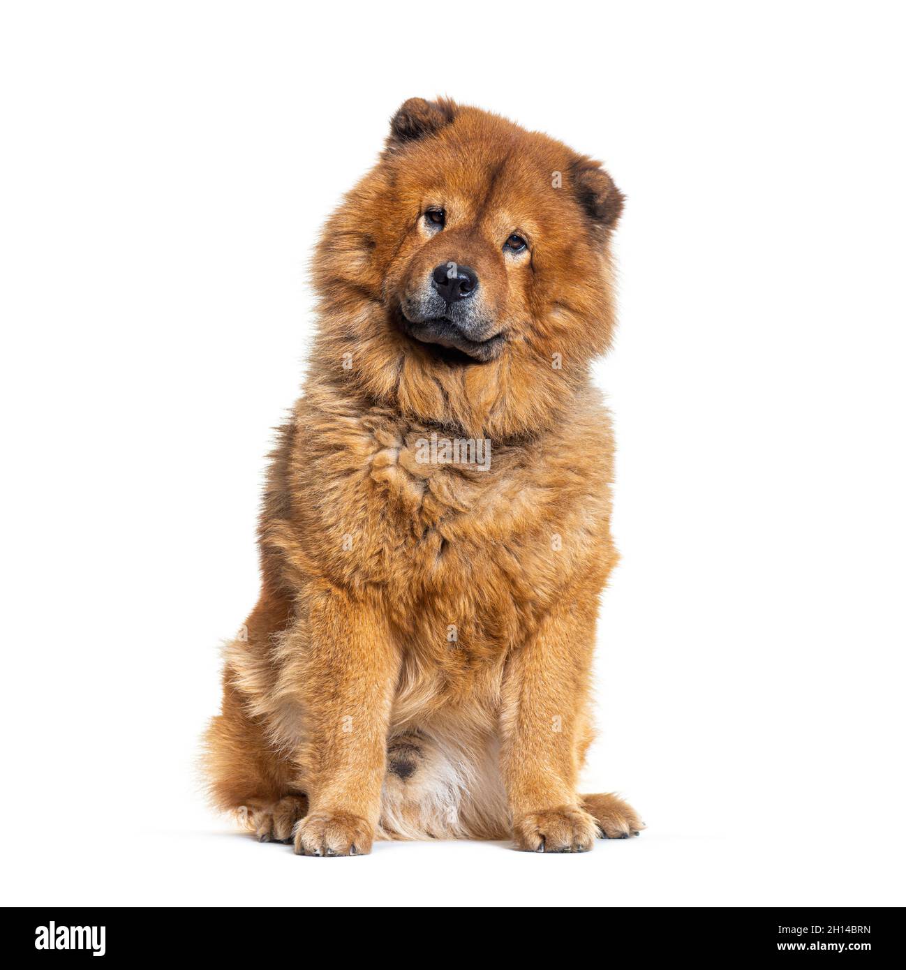 Portrait of reddish coated Chow Chow dog sitting Stock Photo Alamy