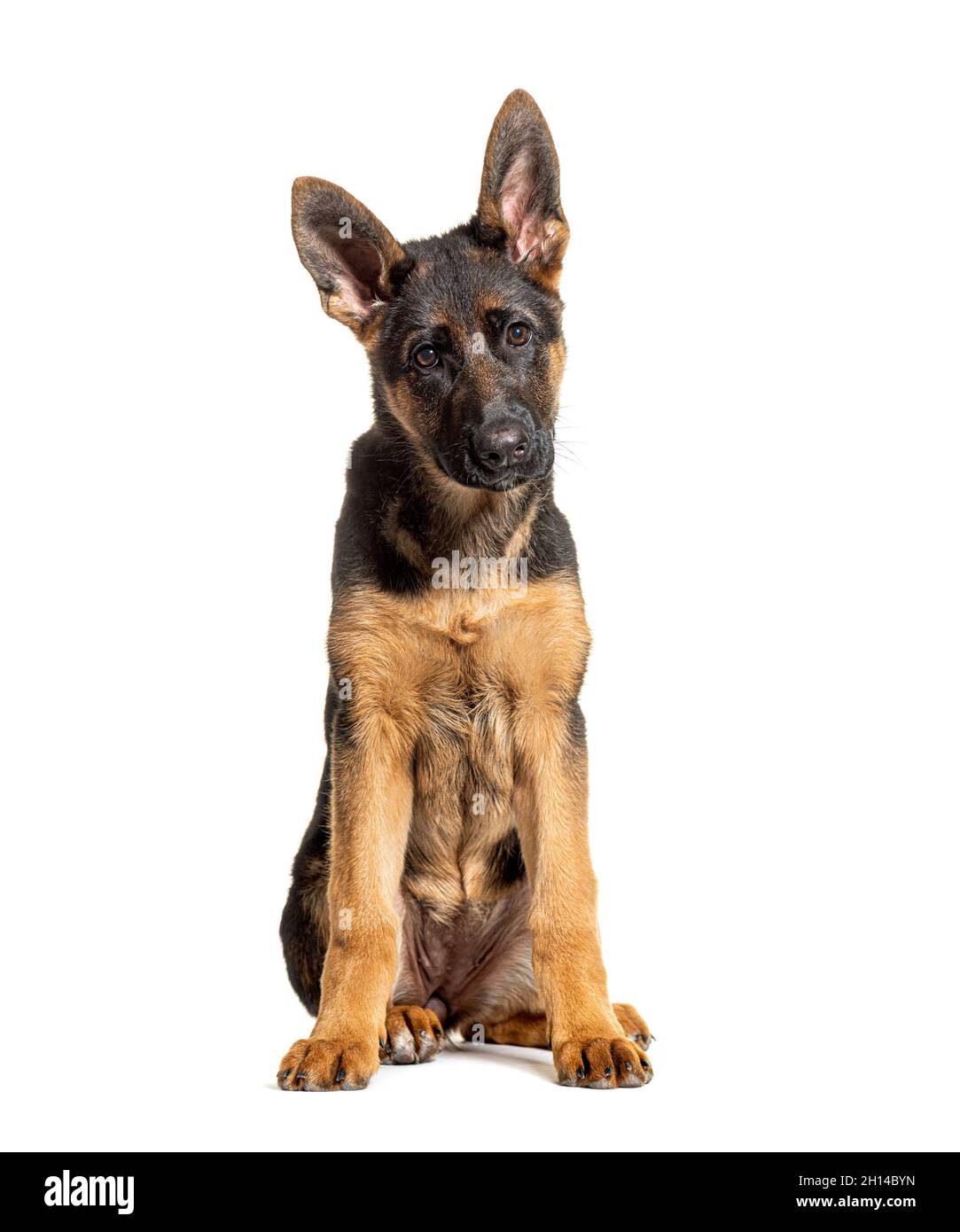 Skinny german hotsell shepherd breed