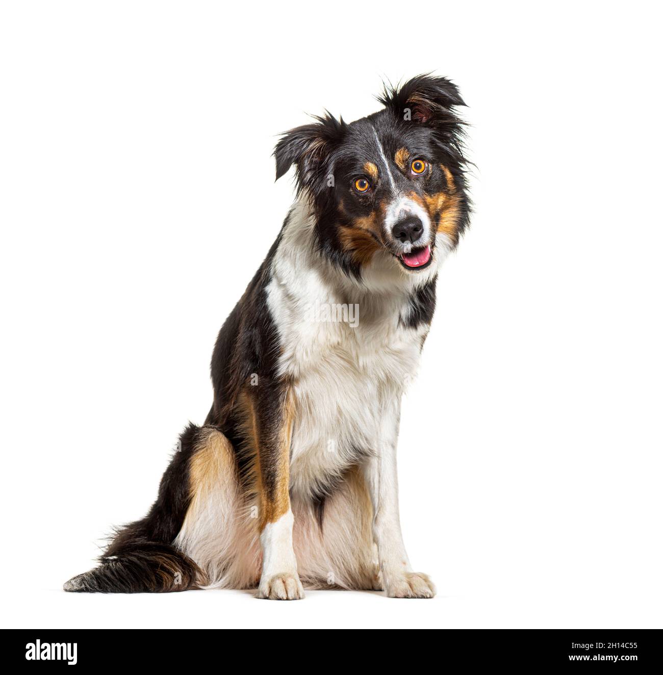 Tri color collie hi res stock photography and images Alamy