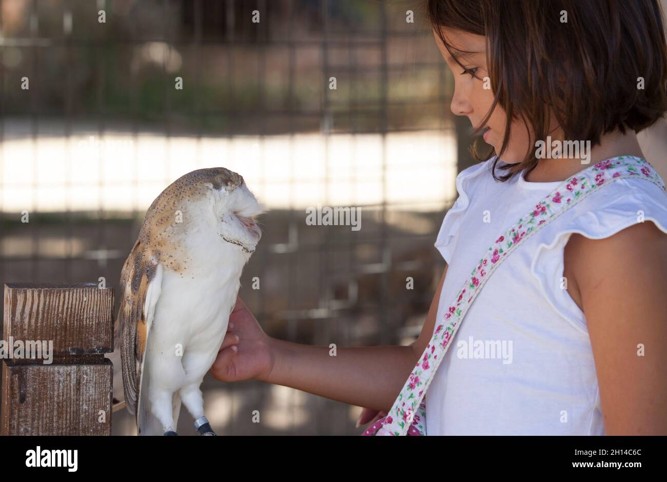 Child girl caress wounded barn owl at bird rescue center. Environmental education for children