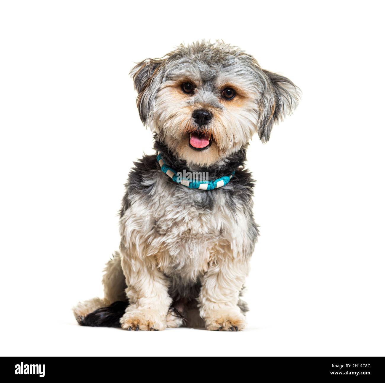 Small Crossbreed dog panting and sitting on white Stock Photo - Alamy