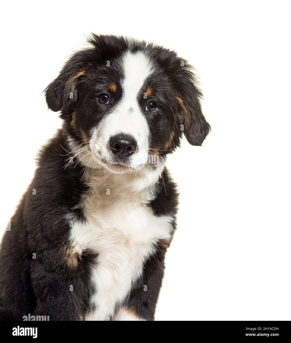 Puppy Bordernese dog. Mixedbreed Border Collie and Bernese Mountain Dog ...