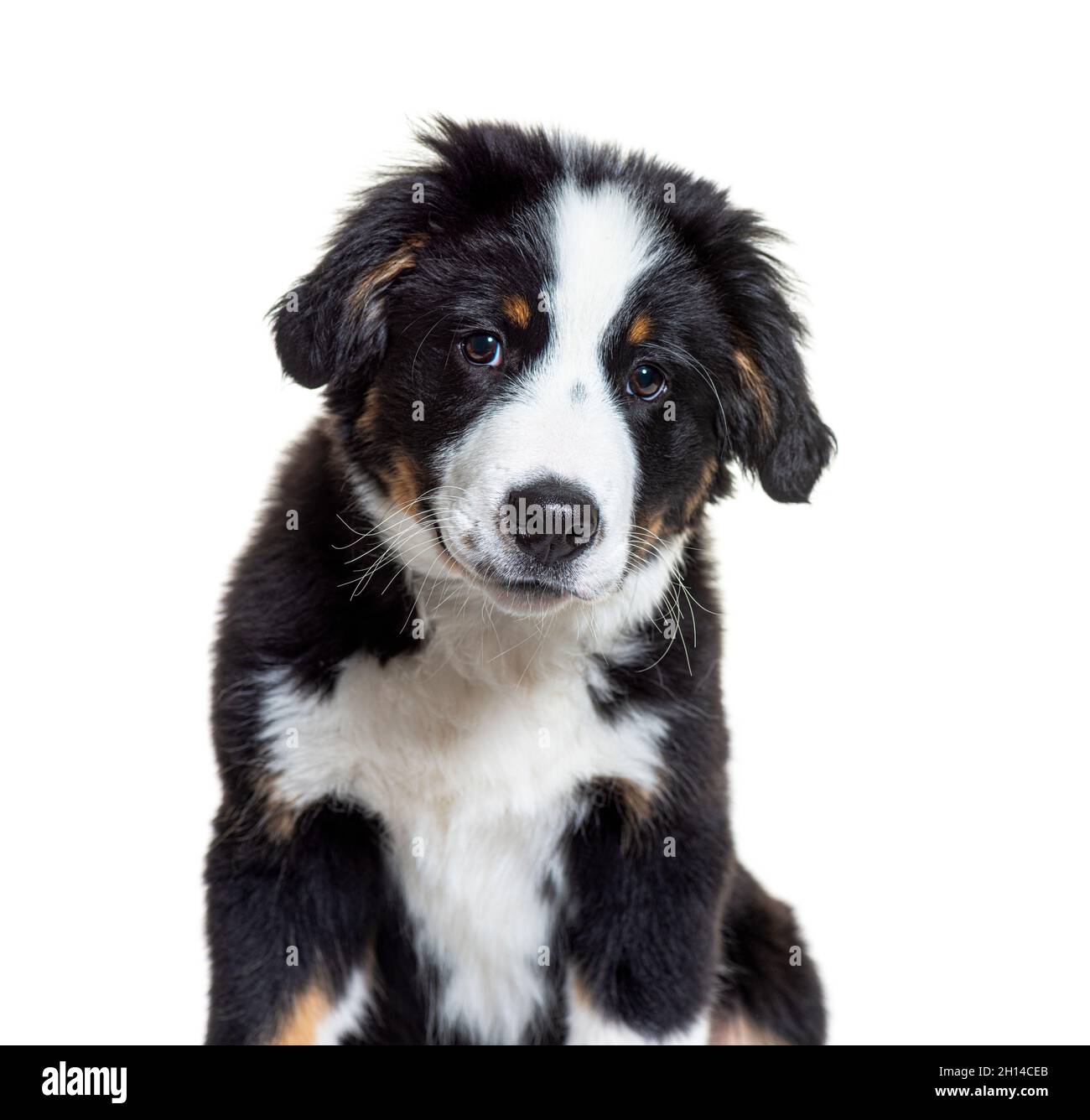 Puppy Bordernese dog. Mixedbreed Border Collie and Bernese Mountain Dog;  three months old Stock Photo - Alamy