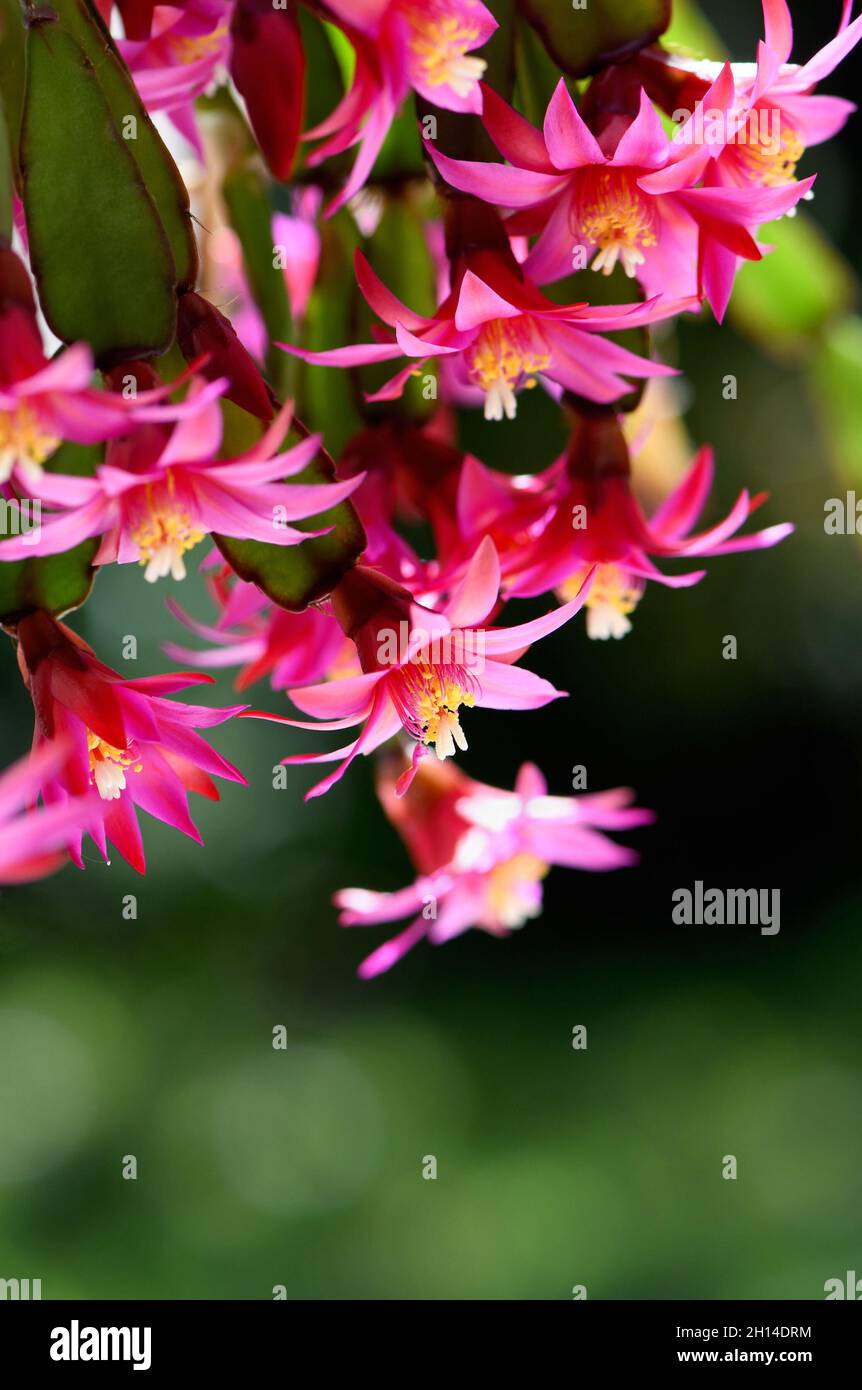 Vibrant backlit pink flowers of the Zygocactus Schlumbergera gaertneri. Formerly referred to Hatiora. Known as the Easter cactus or Whitsun Cactus Stock Photo