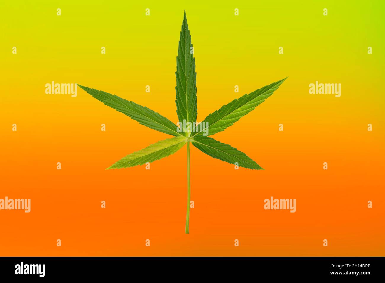 Green cannabis leaves isolated on Color green, yellow red. Growing