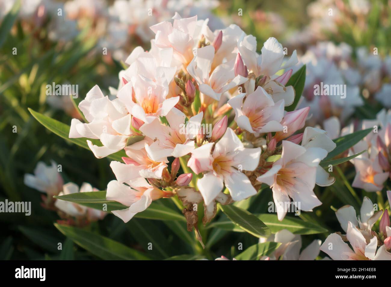 beautiful pink hydrangeas bloomed in the garden Stock Photo - Alamy