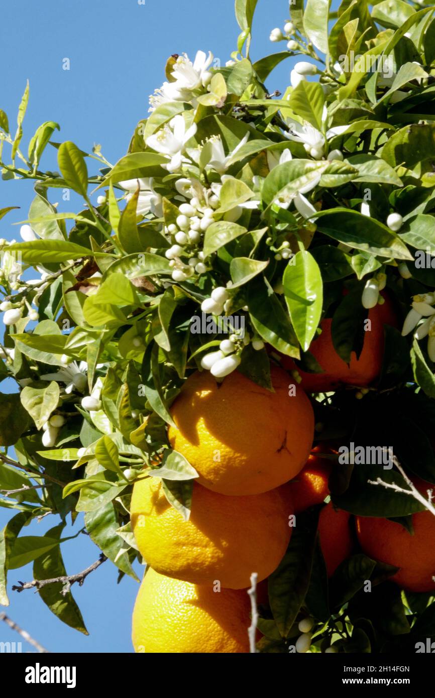 Fruits on Citrus aurantium tree Stock Photo