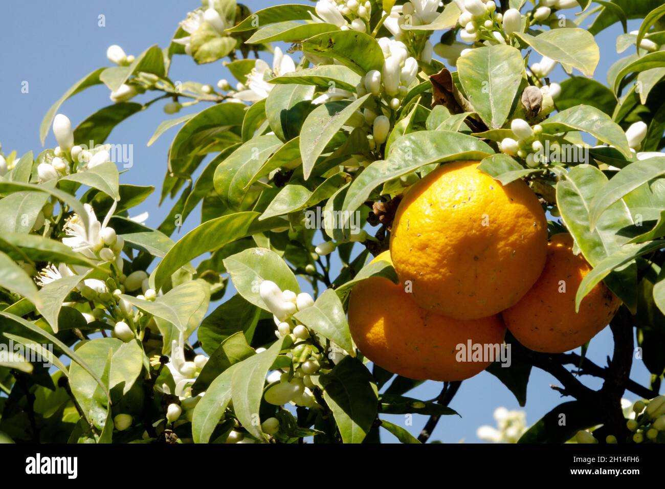 Citrus aurantium orange tree flower and fruit Stock Photo