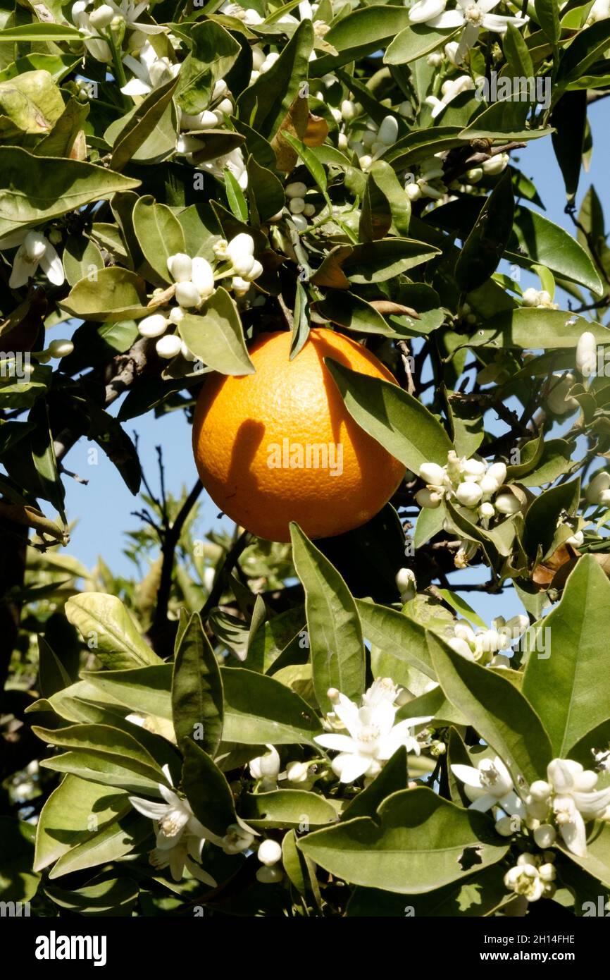 Orange citrus aurantium fruit and blooms on tree Stock Photo