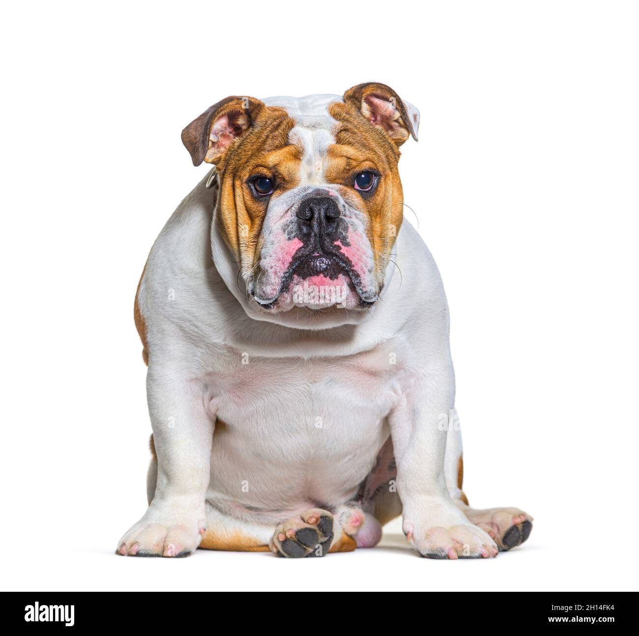 English bulldogs sitting , looking at camera, isolated Stock Photo - Alamy