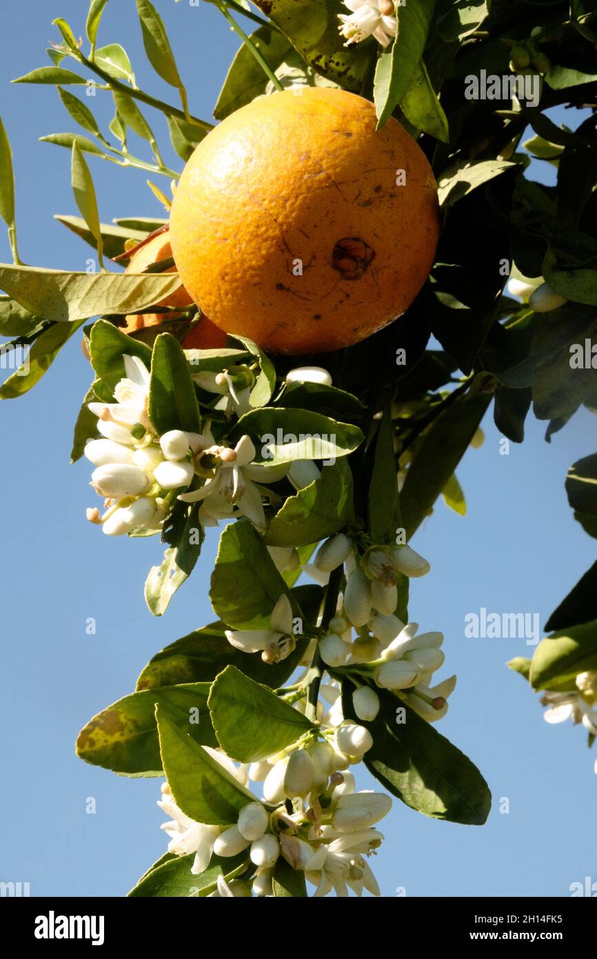 Citrus aurantium tree Citrus plant Stock Photo