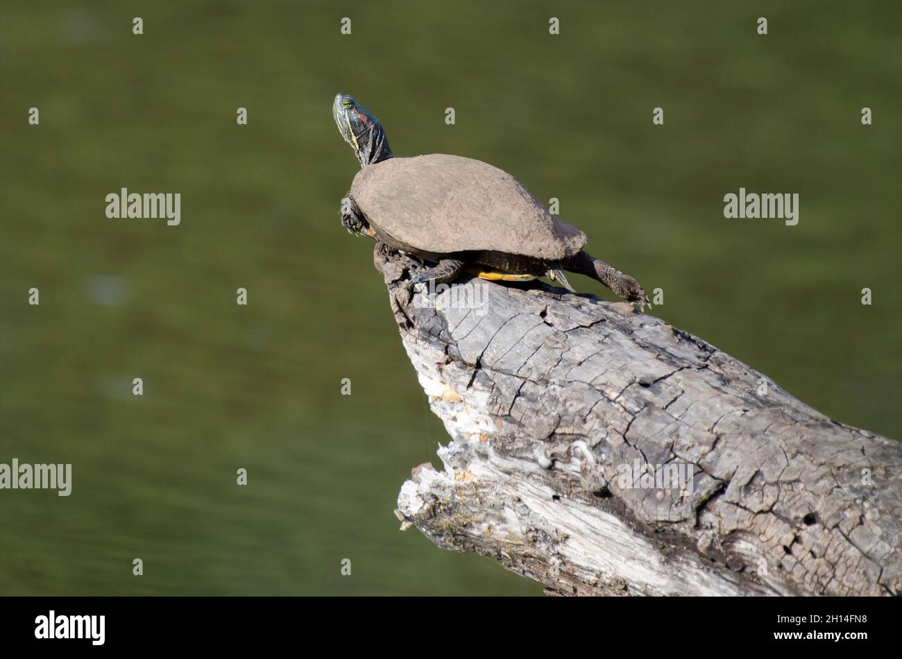 Redeared slider, Trachemys scripta elegans, basking on log Stock Photo Alamy