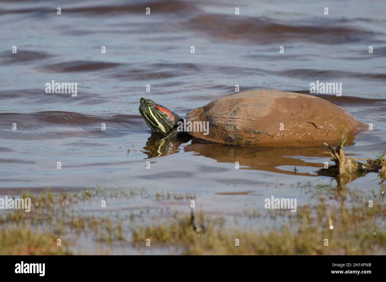 Red-eared slider, Trachemys scripta elegans, on lakeshore Stock Photo ...