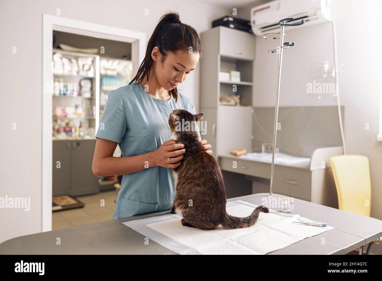Asian woman veterinarian cuddles tabby cat at appointment in modern clinic Stock Photo