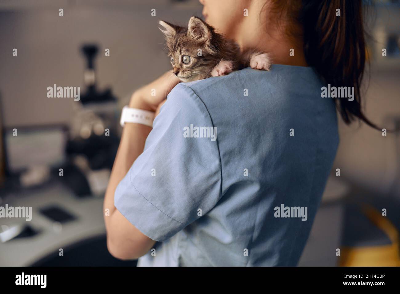Veterinarian holds scared little kitten at appointment in modern clinic Stock Photo