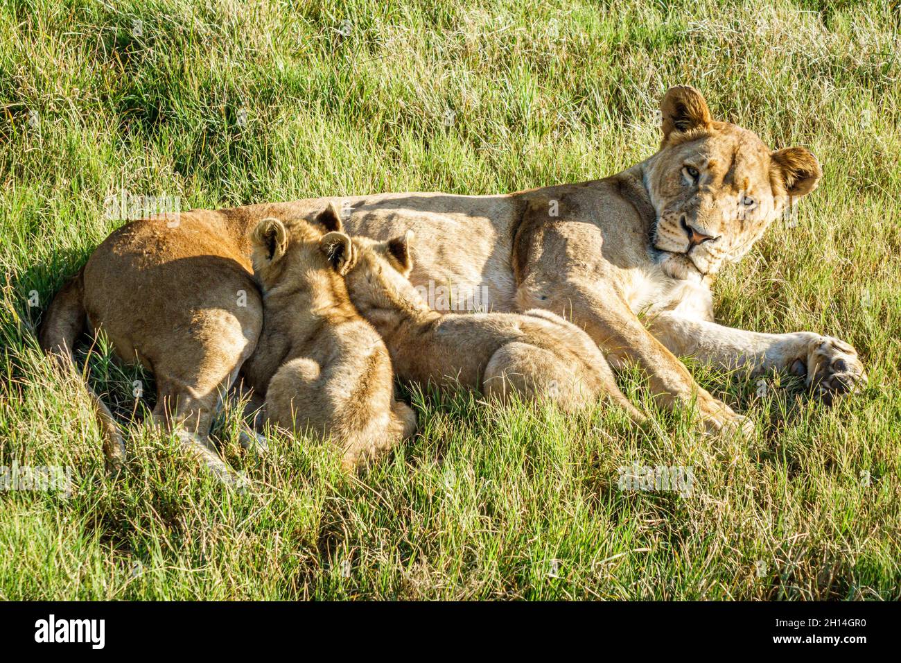 Lion park lioness female mother cubs nursing young offspring hi-res