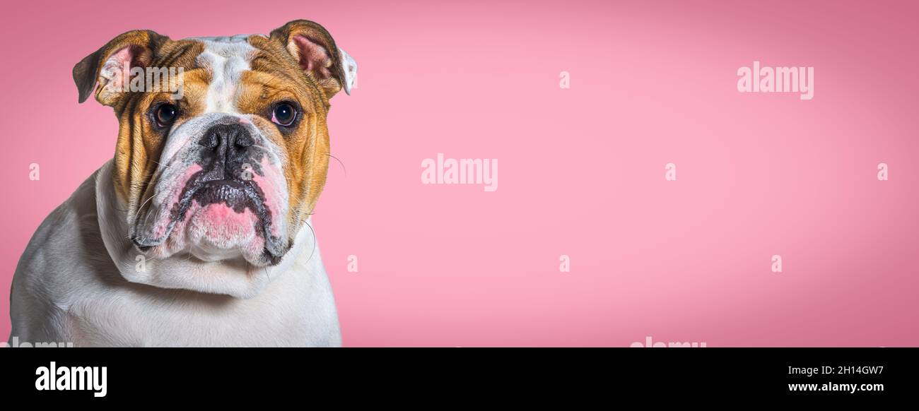 Head shot of a English bulldog looking away against a pink banner background Stock Photo