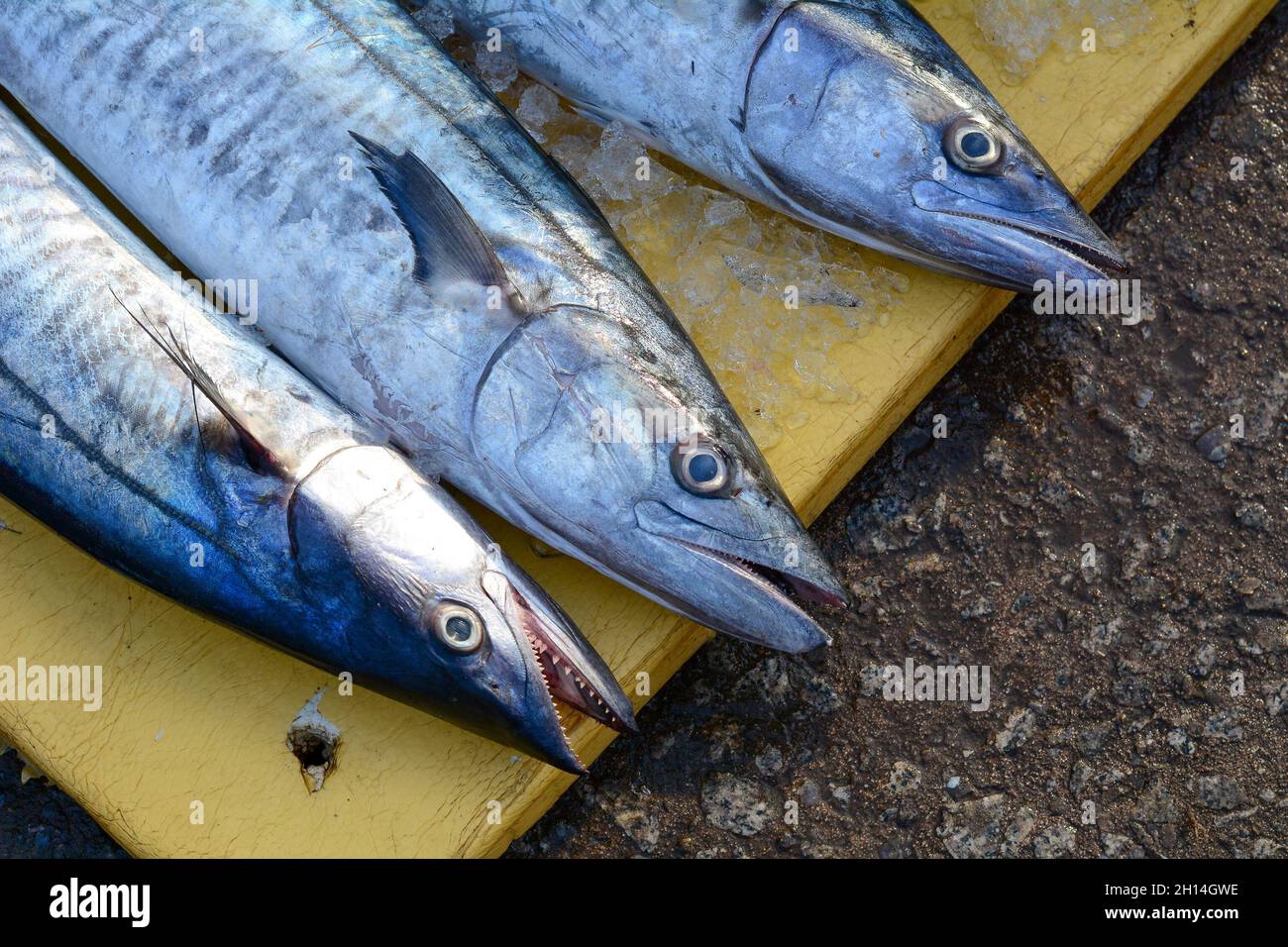Selling fish at rural market in Vung Tau, Southern Vietnam Stock Photo Alamy