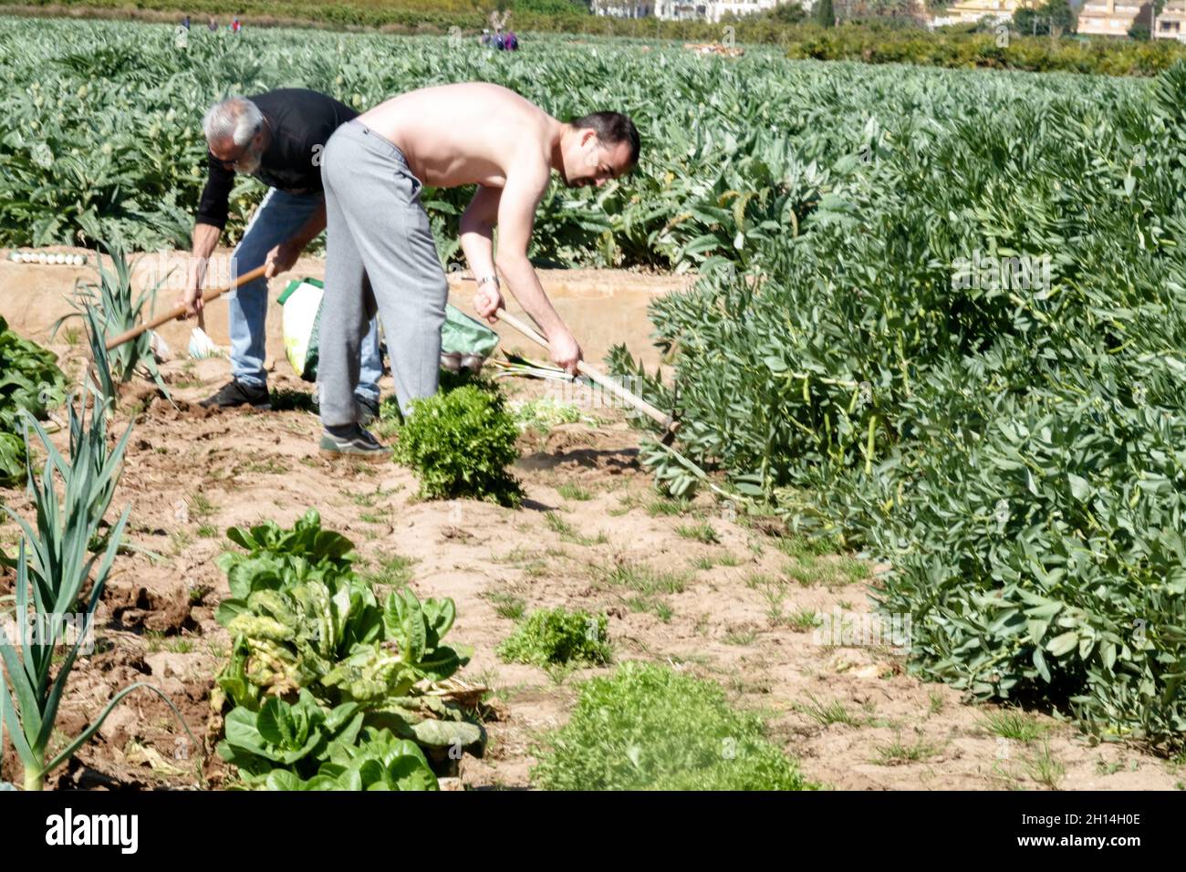 Two agricultural workers Spain Comunidad Valenciana farmers Stock Photo
