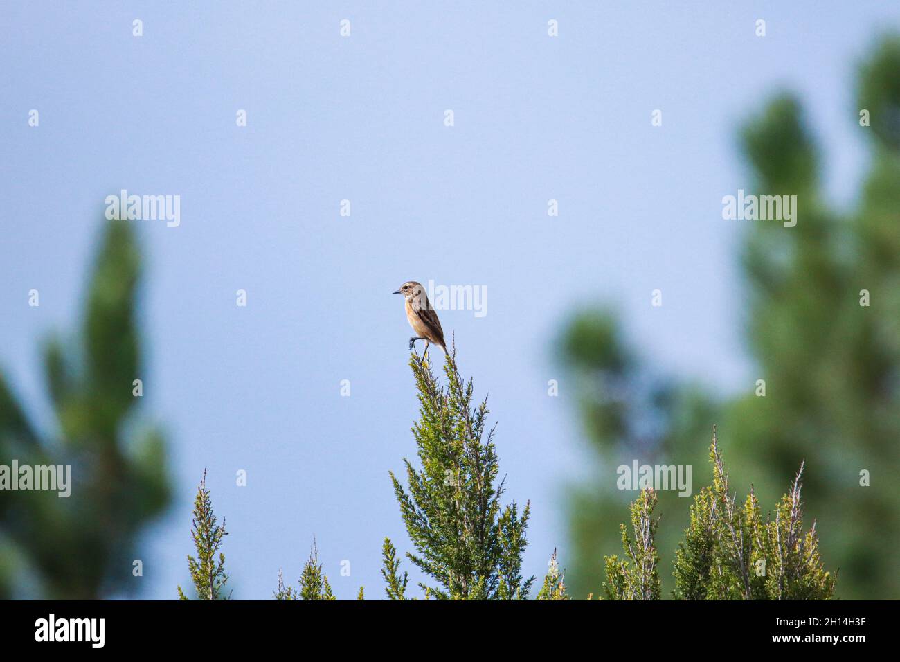 Spotted bird hi-res stock photography and images - Alamy
