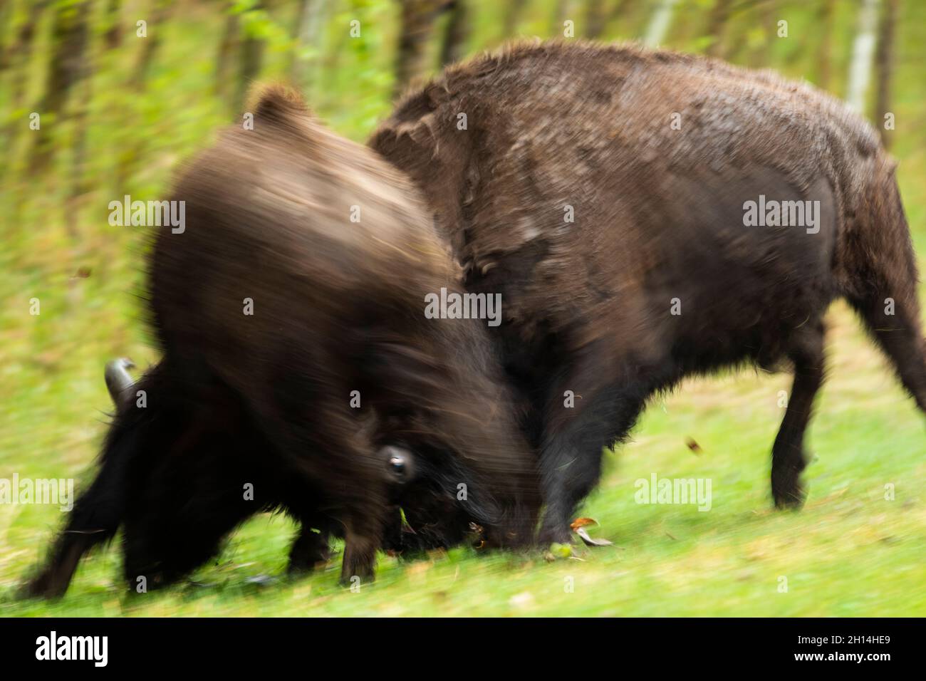 American Bison And Fighting High Resolution Stock Photography and ...